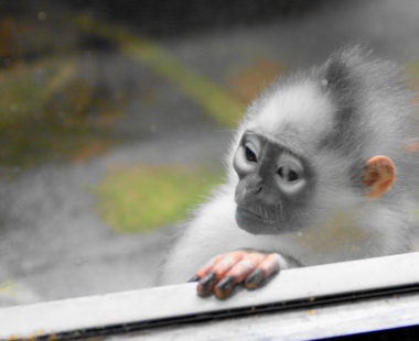 ZOO MAHARANI